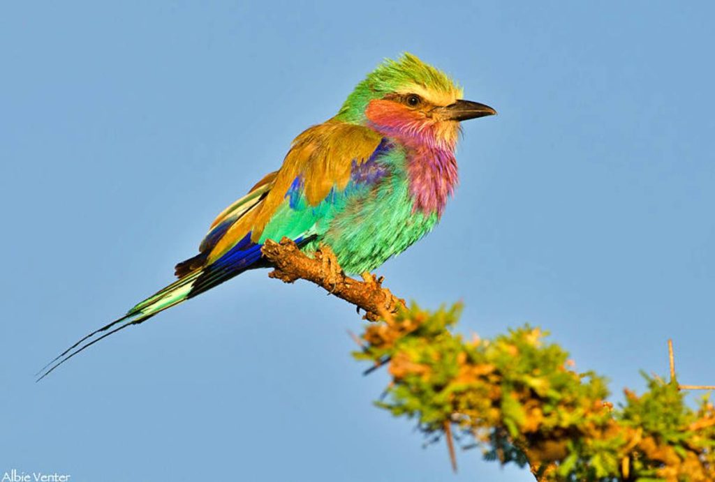 batch_NewSosian Roller