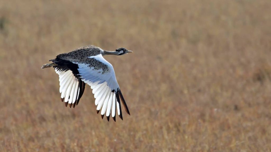 batch_Newbustard_-_james_fisher