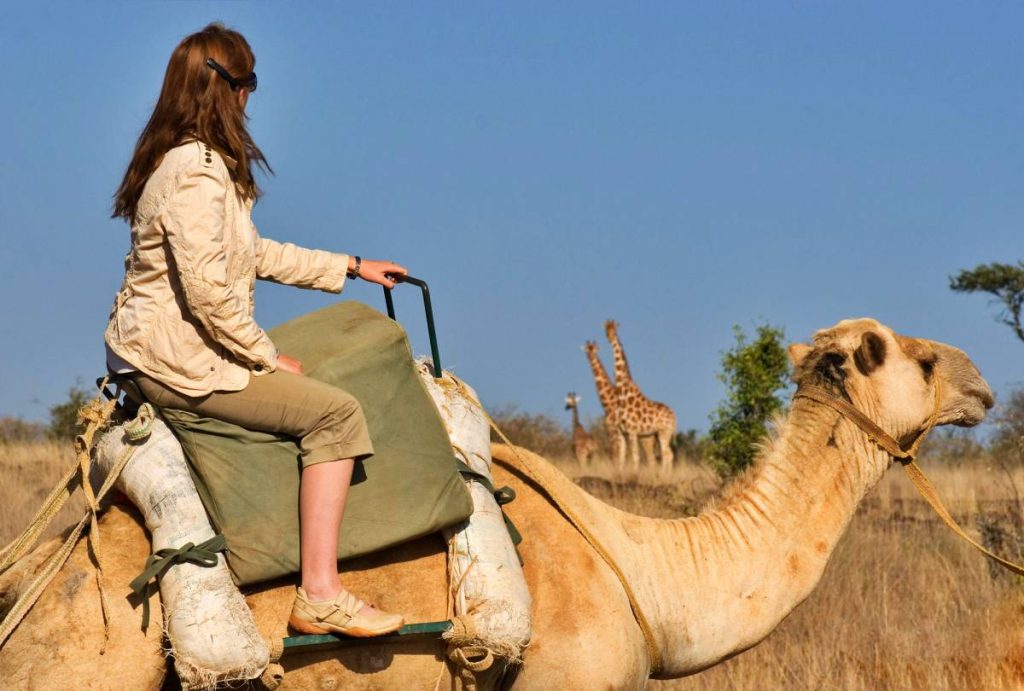 batch_Newcamels_and_giraffe_2_2