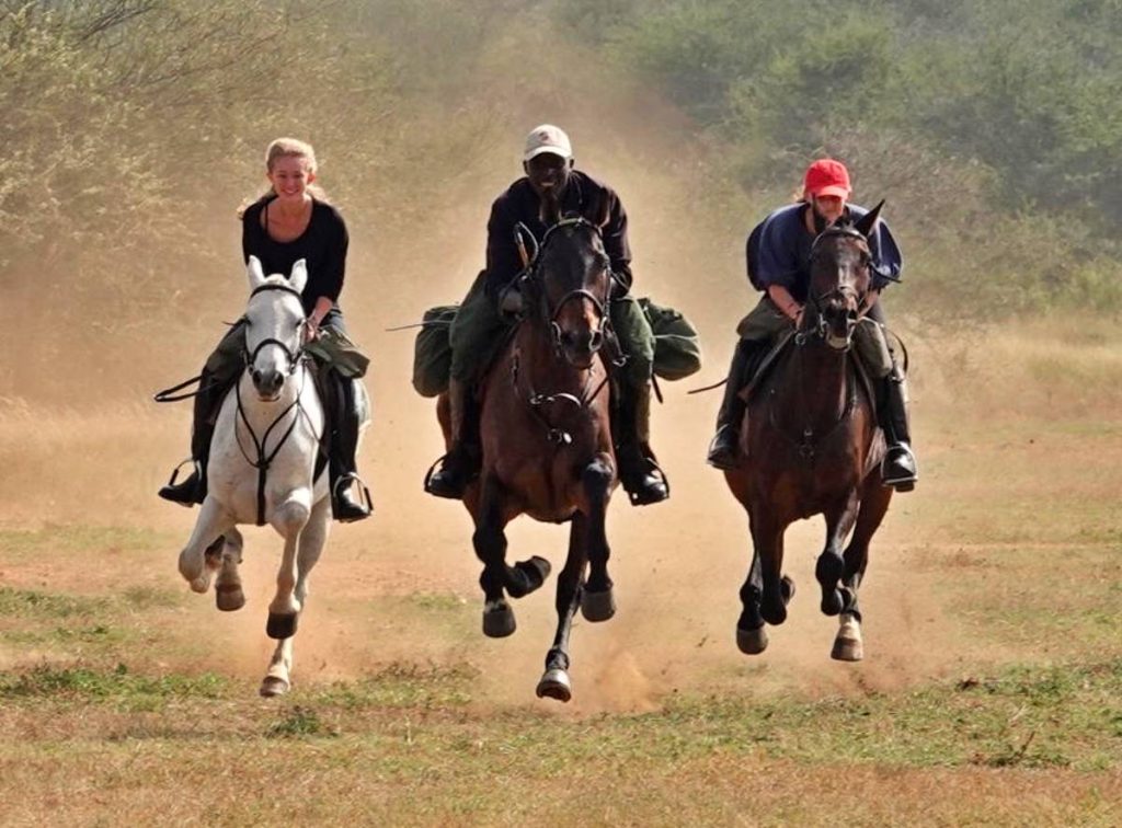 batch_Newfull_gallop2_crop