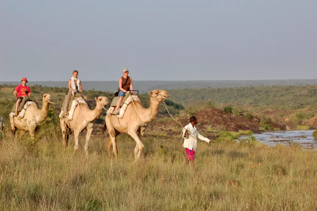 camel walk river 2